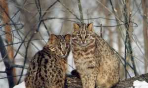 Амурский лесной кот (дальневосточная леопардовая кошка)