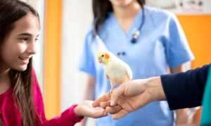 Попугай тяжело дышит с открытым клювом