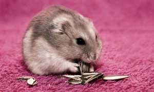 Выпадение шерсти: естественная и патологическая линька у хомяков