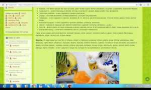 Можно ли давать попугаю арбуз, почему и сколько