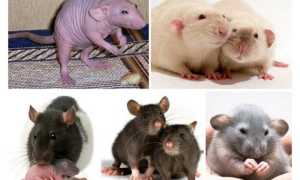 Виды домашних крыс — какие бывают расцветки