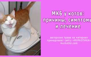 Шотландский вислоухий кот мочекаменная болезнь