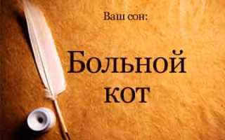 Сон лечить кота
