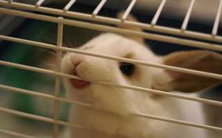 Почему кролик грызёт клетку