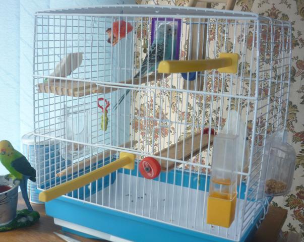 Выбор клетки для волнистого попугая: размеры, форма, материалы
