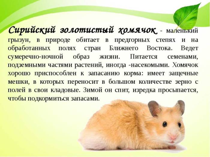 Сирийский хомяк: описание, уход и содержание в домашних условиях