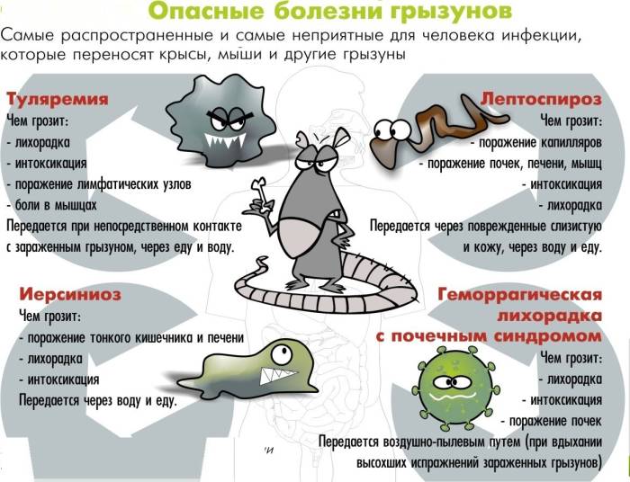 Признаки заболеваний у крыс и мышей