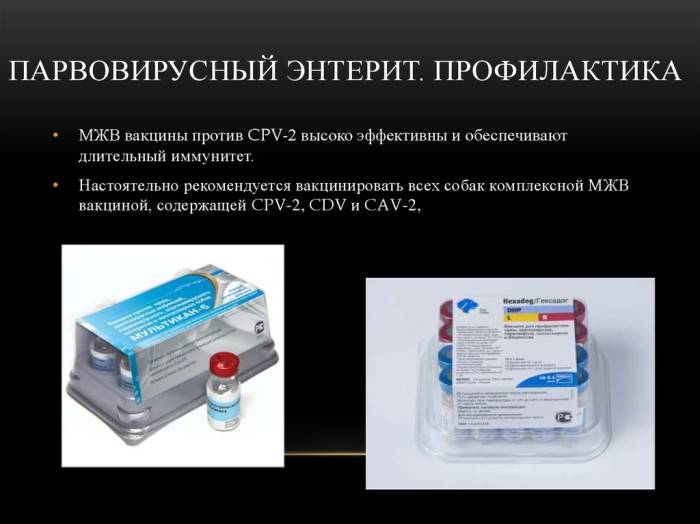 Энтерит у собак – симптомы и лечение, подробно и понятно