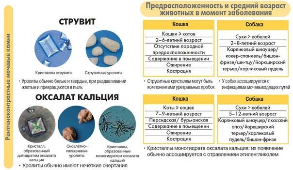 Струвиты и трипельфосфаты в моче у кошки: как распознать, причины формирования, методы лечения