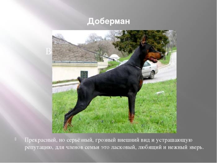ᐉ доберман пинчер карликовый описание породы - zoomanji.ru