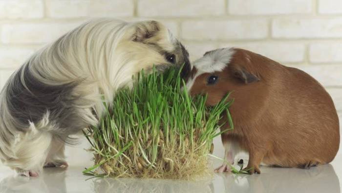 Какими продуктами можно кормить морских свинок - omvesti.com