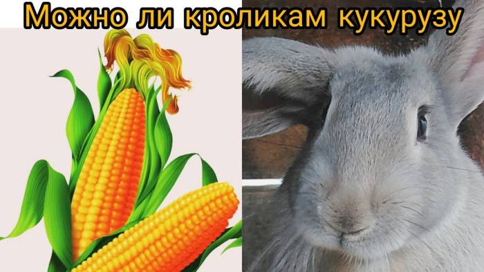 Можно ли кормить кроликов кукурузой, сколько давать, едят ли