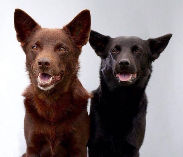 Австралийский келпи - 10 фактов и подробное описание породы собак