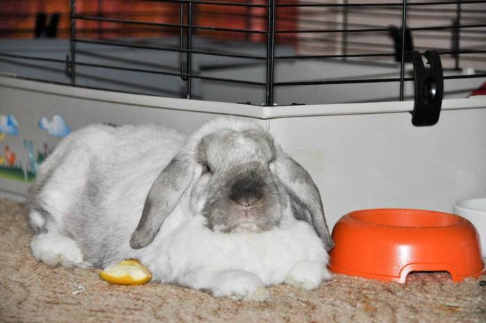 Продолжительность сна у декоративных кроликов: спят ли они с открытыми глазами