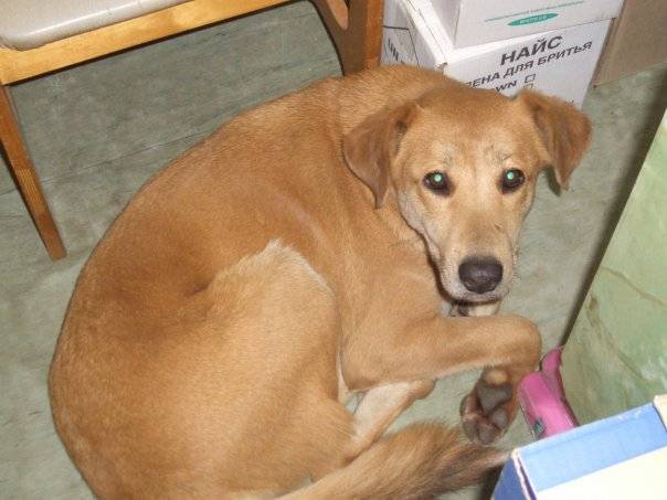 У собаки желтая темная моча, причины и лечение при выделениях коричневого, оранжевого, ярко-желтого или зеленого цвета, у щенков и взрослых питомцев