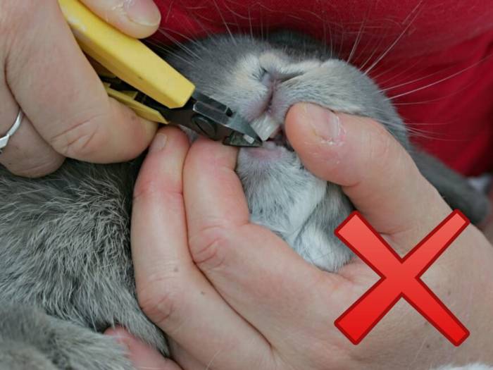 Зубы у декоративного кролика: сколько их, строение, уход, возможные болезни