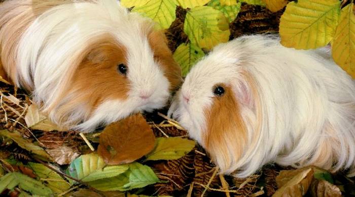 Какими продуктами можно кормить морских свинок