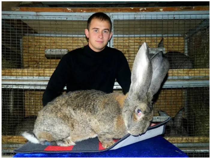 Кролик белый великан — особенности содержания и перспективы разведения