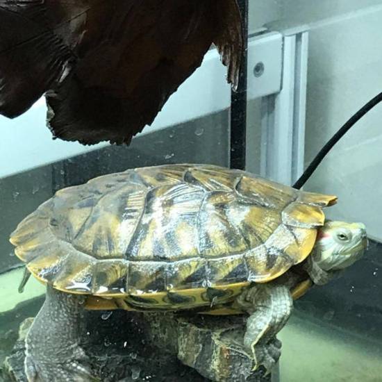 Сколько стоит черепаха | сколько? рейтинг! топ!