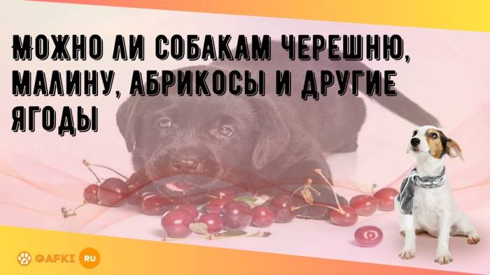 Какие фрукты можно собакам: какие, как часто, от каких лучше отказаться и почему