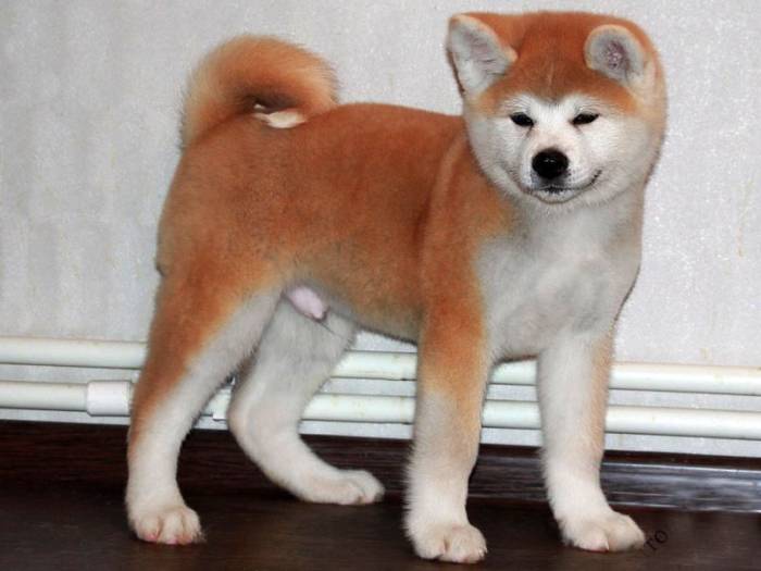 Акита ину: похожие породы, но меньше или больше