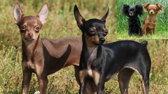 Русский той-терьер: фото, описание породы, характеристики и стандарты