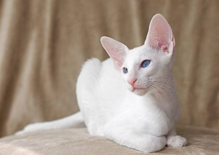 Форин вайт – общая характеристика породы и правила содержания