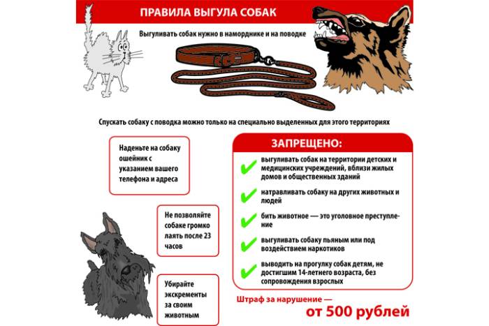 Правила содержания и выгула собак по новому закону