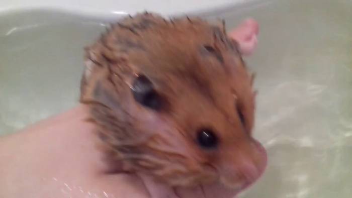 Можно ли купать хомяка. как правильно купать хомяка