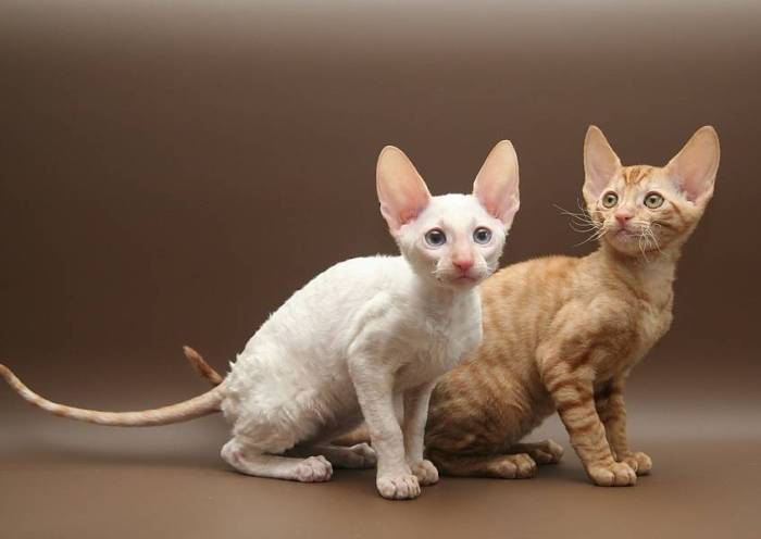 Чем отличаются породы девон рекс от корниш рекс: фото, описание, отличия характера, кого выбрать — девон-рекса или корниш рекса?
