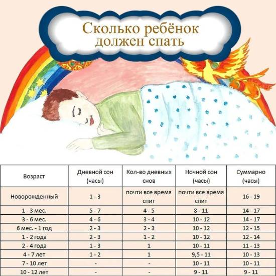 Как спят шиншиллы днем и ночью, что нужно знать о режиме сна