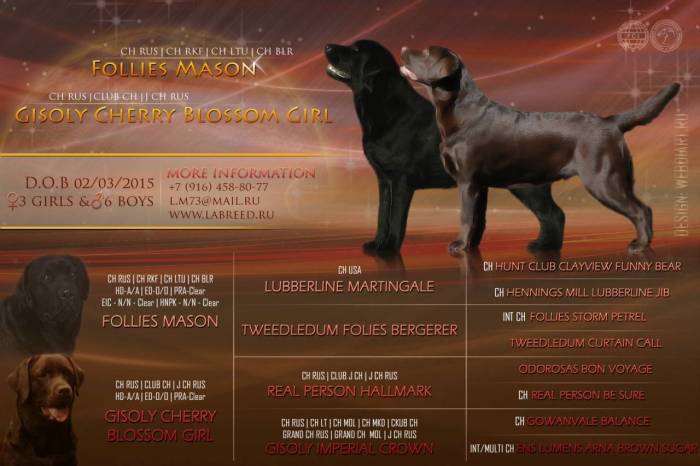 Как выбрать щенка лабрадора - wikihow