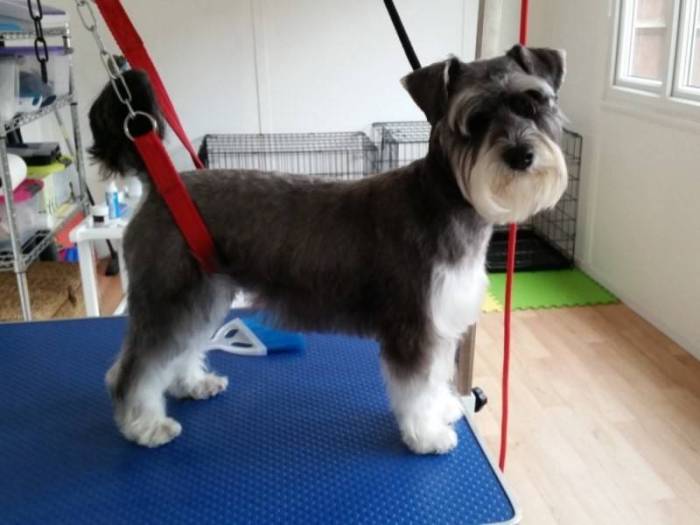 Тримминг собак и необходимые инструменты (нож, машинка и т.д.)