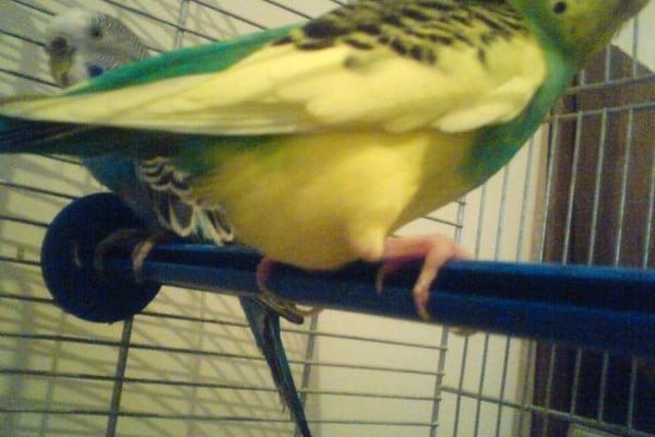 Как понять что самка волнистого попугая беременна: основные признаки