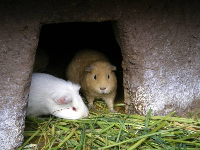 Морская свинка – пухленькая очаровашка. описание и фото морских свинок