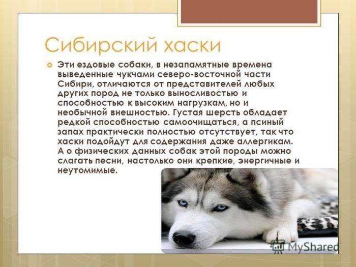 Порода хаски: описание сибирской, ездовой собаки с фото