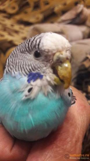 ᐉ почему попугай щелкает и скрипит клювом - zoogradspb.ru