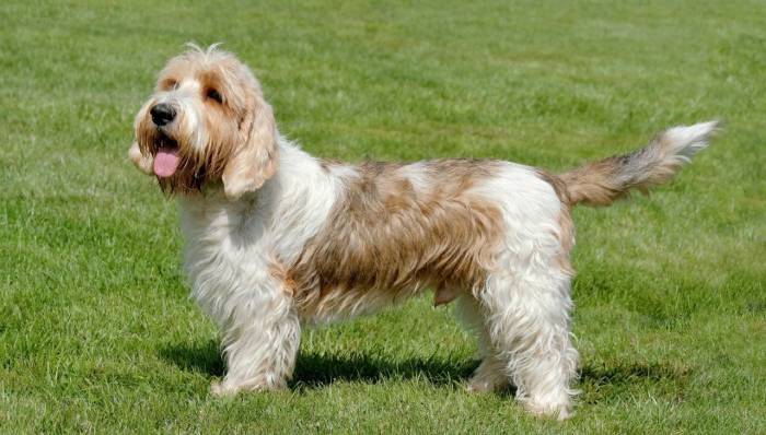 Вандейский бассет гриффон: стандарт, описание, фото, уход, питание