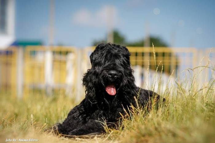 Русский черный терьер: фото и характеристика породы собак
русский черный терьер: фото и характеристика породы собак