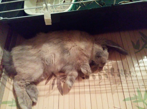 Как кролики спят с открытыми глазами?