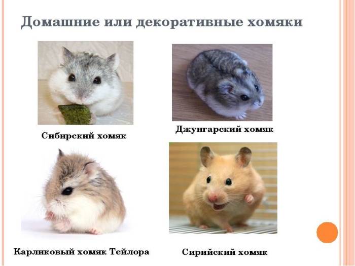 Какие существуют породы хомяков? домашние и дикие хомяки