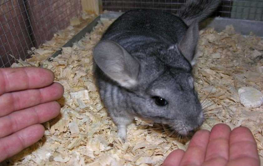 Как подружиться и общаться с шиншиллой