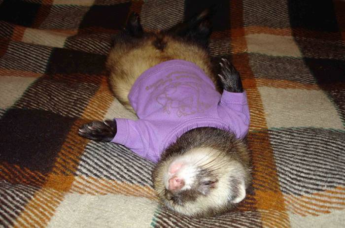 Сколько живут хорьки в природе или в неволе?