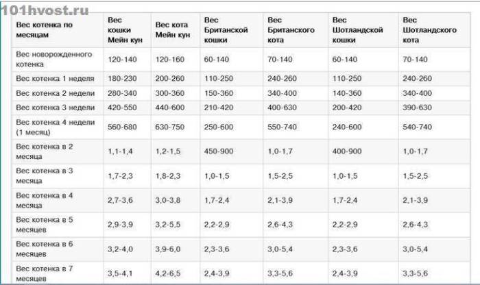 Таблица веса тайских котят по месяцам — с фото, какой вес нормален в 2 и 3 месяца, почему тайский котёнок не поправляется
