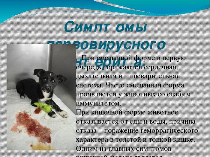 Парвовирусный энтерит (парвовироз) у собак - лечение, симптомы...