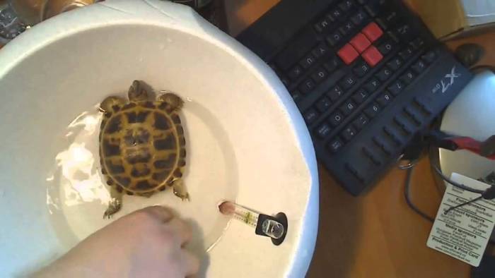 Содержание среднеазиатских черепах в неволе