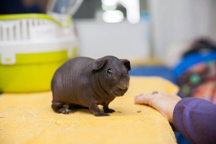 Свинка Скинни: дружелюбный и благодарный питомец