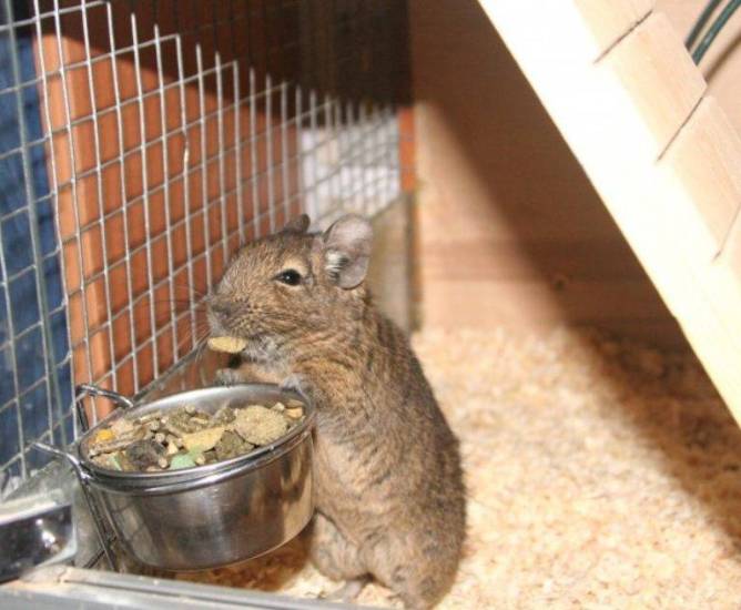 Кормление дегу: что ест грызун?