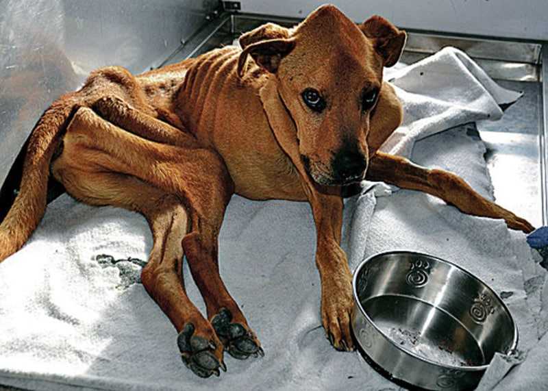 18 причин, почему у собаки пропал аппетит – диагностика, что делать