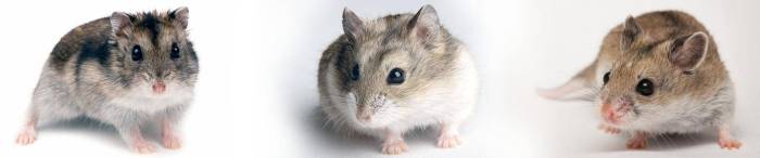 Хомяк кэмпбелла отличие от джунгарика - в чем разница между этими породами?